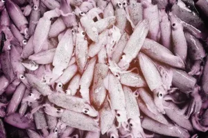 Sourcing EU-Compliant Calamari from Tamil Nadu