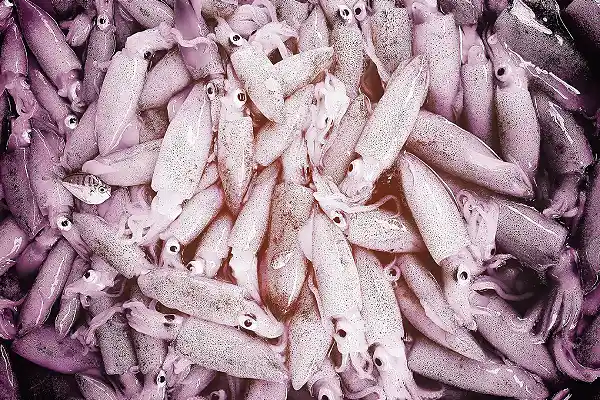 frozen squid (calamari)